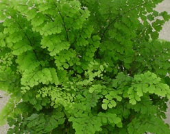 Adiantum raddianum 'Fritz Luthi'